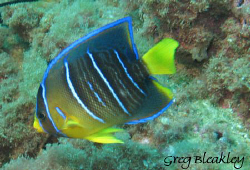 Juv. Blue Angle

taken in Pensacola Fl. on the Tex Edwards by Greg Bleakley 
